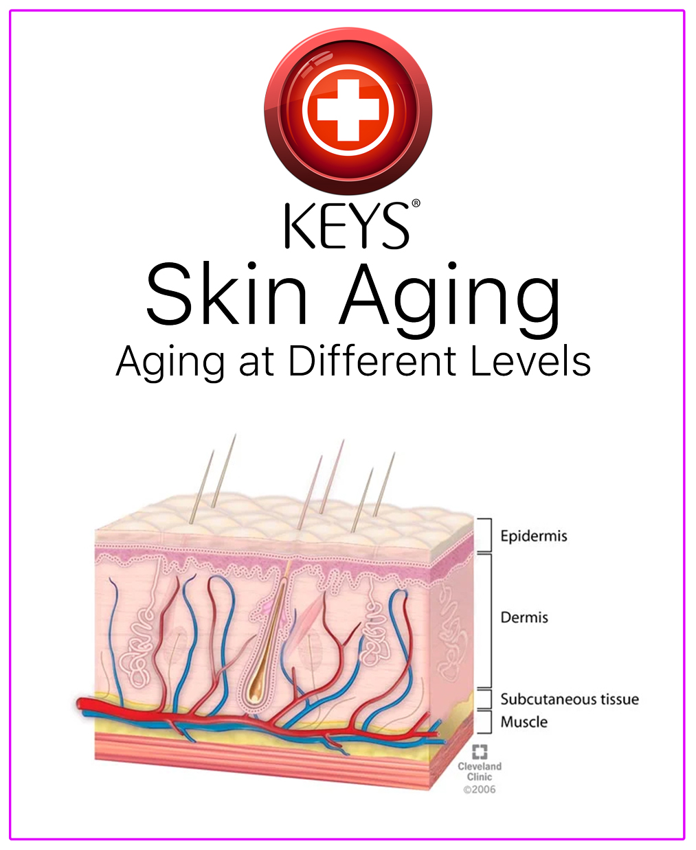 Skin Aging Process